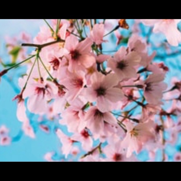 Meet your Posher, Maricela - Picture 1 of 1